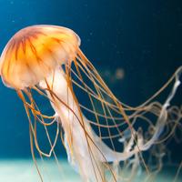 Jellyfish Wallpapers ภาพหน้าจอ 2
