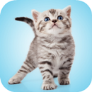 Kitten Sounds APK