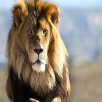 پوستر Lion Sounds