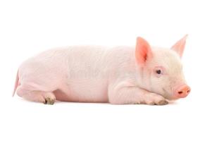 Pig Sounds ảnh chụp màn hình 1