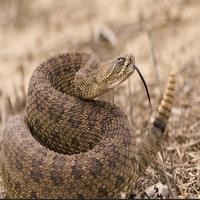 Rattlesnake Sounds постер