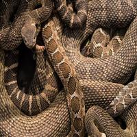 Rattlesnake Sounds скриншот 1