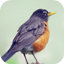 Robin Bird Sounds APK
