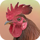 Rooster Sounds 아이콘