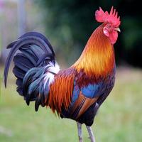 Rooster Sounds 포스터
