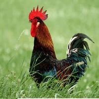 Rooster Sounds 스크린샷 1