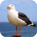 Seagull Sounds APK