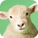 Sheep Sounds APK