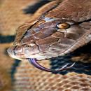 Snake Wallpapers APK