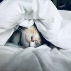 Snoring Sounds icono