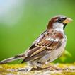Sparrow Sounds