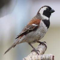 Sparrow Sounds ポスター