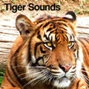 Tiger Sounds APK