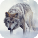 Wolf Sounds APK