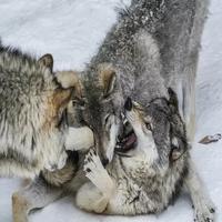 Wolf Sounds gönderen