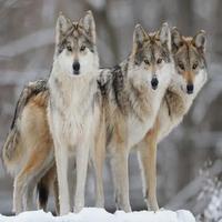 Wolf Sounds Ekran Görüntüsü 1