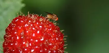 Insect Identification