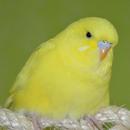 Budgie Care - Complete Budgie  APK