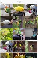 Budgie تصوير الشاشة 3
