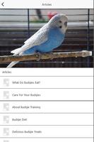 Budgie تصوير الشاشة 1