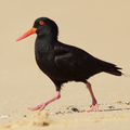 Booderee Birds