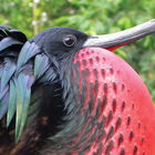 Christmas Island Birds ícone