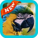Parrot Wallpaper APK