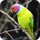 Parrot HD Wallpaper icon