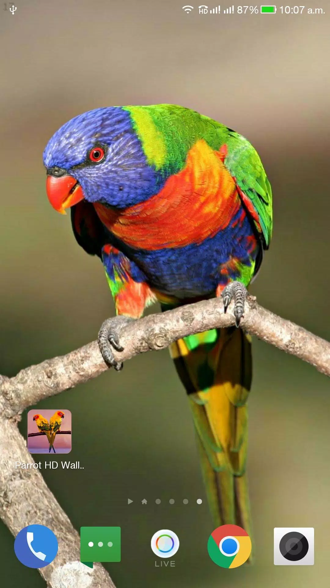 Parrot HD Wallpaper APK for Android Download Parrot HD Wallpaper APK for Android Download