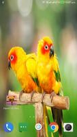 Parrot HD Wallpaper screenshot 1