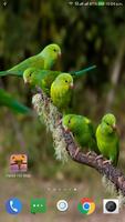 Parrot HD Wallpaper screenshot 2
