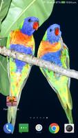 Parrot HD Wallpaper screenshot 3