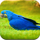 Parrot Wallpaper HD APK