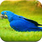 Parrot Wallpaper HD icon