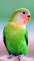 Parrot Wallpaper HD screenshot 3