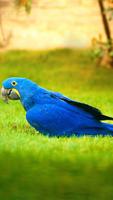 Parrot Wallpaper HD poster