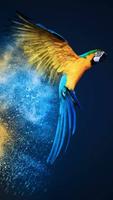Parrot Wallpaper HD screenshot 1