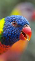 Parrot Wallpaper HD screenshot 2