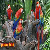parrot bird পোস্টার