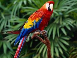 parrot bird স্ক্রিনশট 1