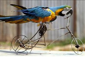 parrot bird স্ক্রিনশট 2