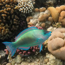 Parrotfish Species & Facts APK