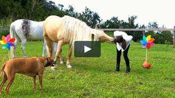 Funny Videos Collection ảnh chụp màn hình 2