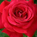 Roze Day Wishes APK
