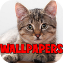 Cute Kitty Wallpapers App APK