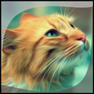Cat Gallery