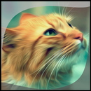 Cat Gallery APK