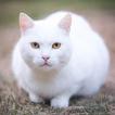 Cute Cat Wallpapers 2023