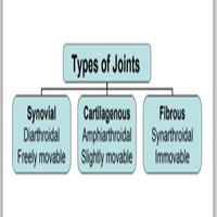 Basics of Orthopaedics 海報