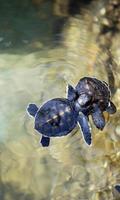 Poster Turtle wallpaper